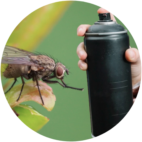 Regular Sprays
